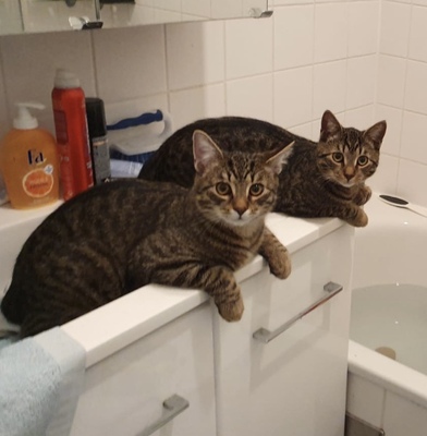 Mischa und Jascha, Hauskatze Jungtier - Kater