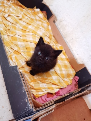 -, Mischilng Jungtier - Kater