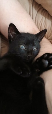 Mischling Jungtier - Kater