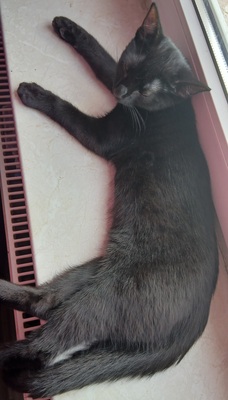Mischling Jungtier - Kater