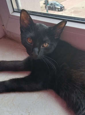 Mischling Jungtier - Kater