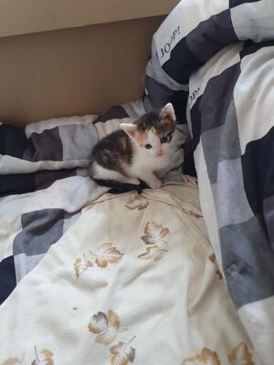 Mischling Jungtier - Kater