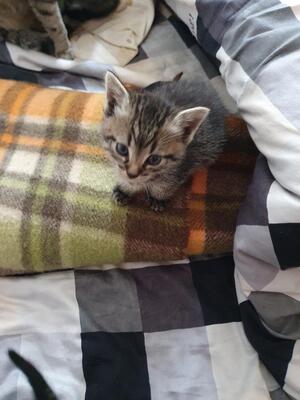 Mischling Jungtier - Kater