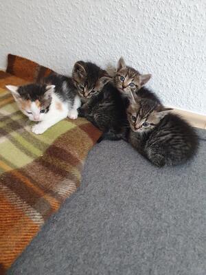Mischling Jungtier - Kater