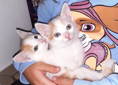 Mischling Jungtier - Katze