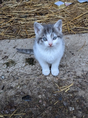 Mischling Jungtier - Katze