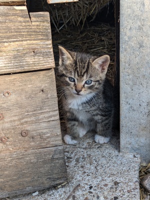 Mischling Jungtier - Katze