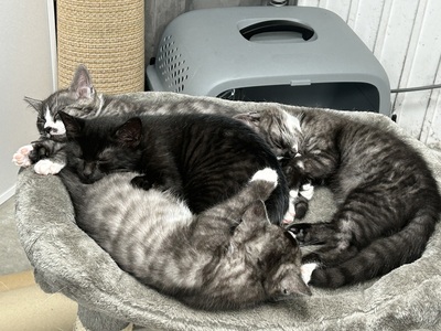 Mischling Jungtier - Katze