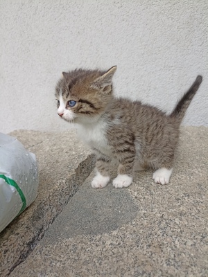 Mischlinge Jungtier - Kater