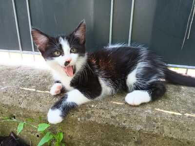 , Mischlinge Jungtier - Kater