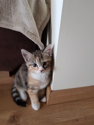 Mischlinge Jungtier - Katze