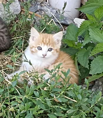 Mischlinge Jungtier - Katze