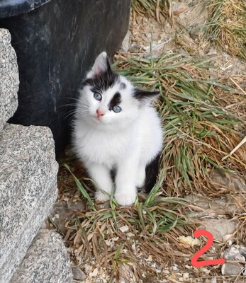 Mischlinge Jungtier - Katze