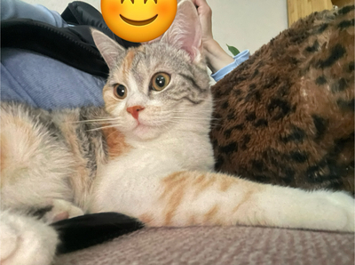 Mischlingskatze mit wahrscheinlichem Arabian-Mau-Einschlag Jungtier - Katze 1