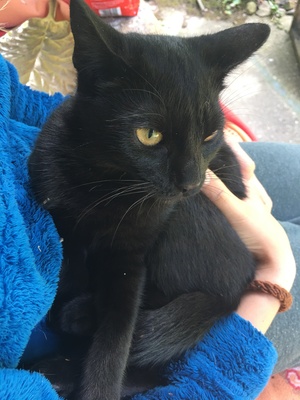 Mischlingskatzen, Hauskatzen Jungtier - Katze