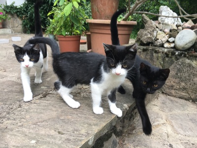 Mischlingskatzen, Hauskatzen Jungtier - Katze