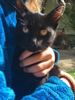 Mischlingskatzen, Hauskatzen Jungtier - Katze
