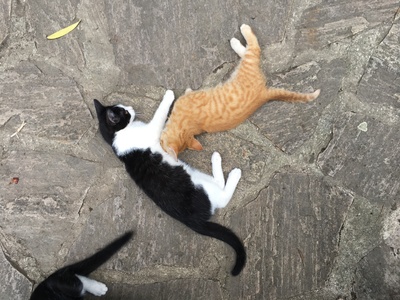 Mischlingskatzen, Hauskatzen Jungtier - Katze