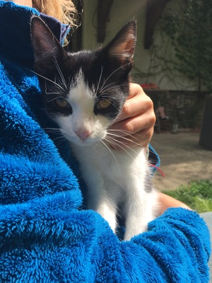 Mischlingskatzen, Hauskatzen Jungtier - Katze