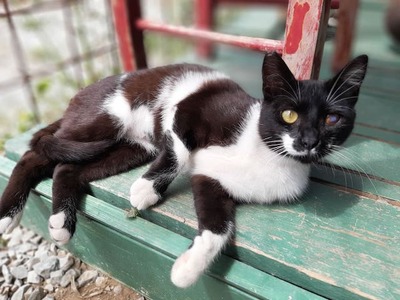 Misha - Freundliche Katzendame, ca. 1 Jahr, Mischling - Katze