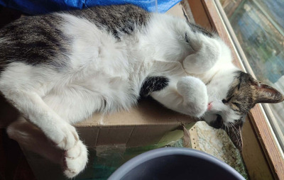 Mishko möchte mit IHNEN neu durchstarten, Mischling - Kater
