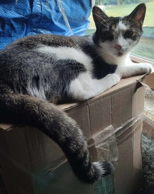 Mishko möchte mit IHNEN neu durchstarten, Mischling - Kater