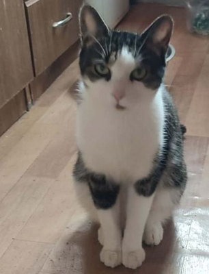 Mishko möchte mit IHNEN neu durchstarten, Mischling - Kater