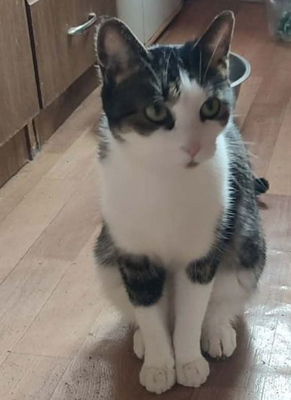 Mishko möchte mit IHNEN neu durchstarten, Mischling - Kater