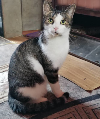 Mishko möchte mit IHNEN neu durchstarten, Mischling - Kater