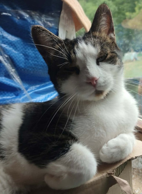 Mishko möchte mit IHNEN neu durchstarten, Mischling - Kater