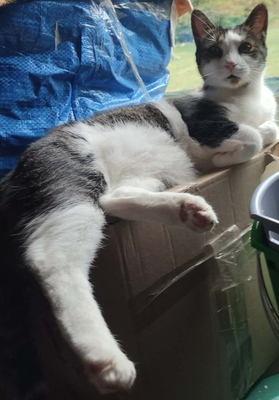 Mishko möchte mit IHNEN neu durchstarten, Mischling - Kater