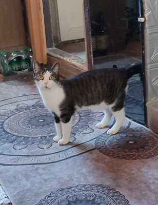 Mishko möchte mit IHNEN neu durchstarten, Mischling - Kater
