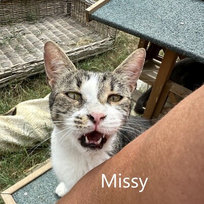 Missy, geb. 2020, sucht musikalisches Zuhause, EKH - Katze