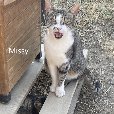 Missy, geb. 2020, sucht musikalisches Zuhause, EKH - Katze