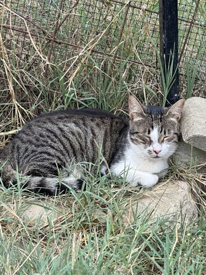 Missy, geb. 2020, sucht musikalisches Zuhause, EKH - Katze