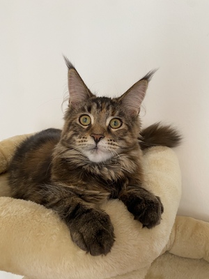 Mitza, Main Coon - Katze