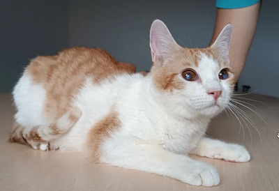 Mogambo - mit Katerfreund Gominolo, EKH - Kater