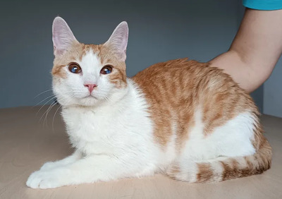Mogambo - mit Katerfreund Gominolo, EKH - Kater