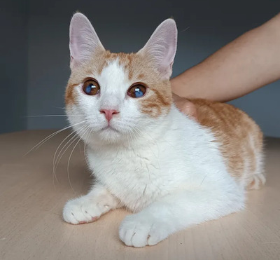 Mogambo - mit Katerfreund Gominolo, EKH - Kater