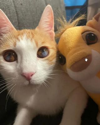 Mogambo - mit Katerfreund Gominolo, EKH - Kater