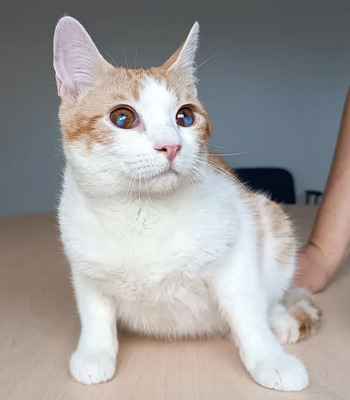 Mogambo - mit Katerfreund Gominolo, EKH - Kater