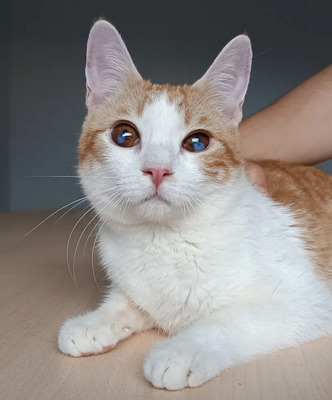 Mogambo - mit Katerfreund Gominolo, EKH - Kater