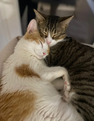 Mogambo - mit Katerfreund Gominolo, EKH - Kater