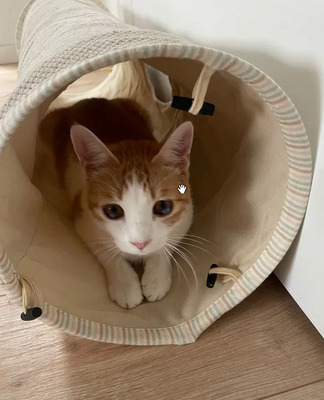 Mogambo - mit Katerfreund Gominolo, EKH - Kater