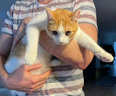 Mogambo - mit Katerfreund Gominolo, EKH - Kater