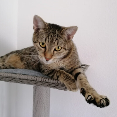 Mogli, Europäisch Kurzhaar - Kater