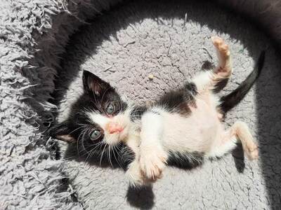 Mogli - Verschmauster Kater, ca. 3 Monate, Mischling Jungtier - Kater