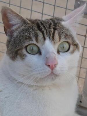 Moises (geb. Jan. 2023) - EKH-Kater