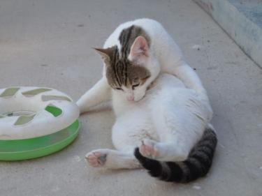 Moises (geb. Jan. 2023) - EKH-Kater, EKH - Kater