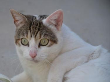 Moises (geb. Jan. 2023) - EKH-Kater, EKH - Kater